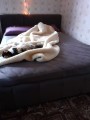 Łóżko Ross podział na 6 pól 160x200 Tkanina Royal Velvet 29827.jpg